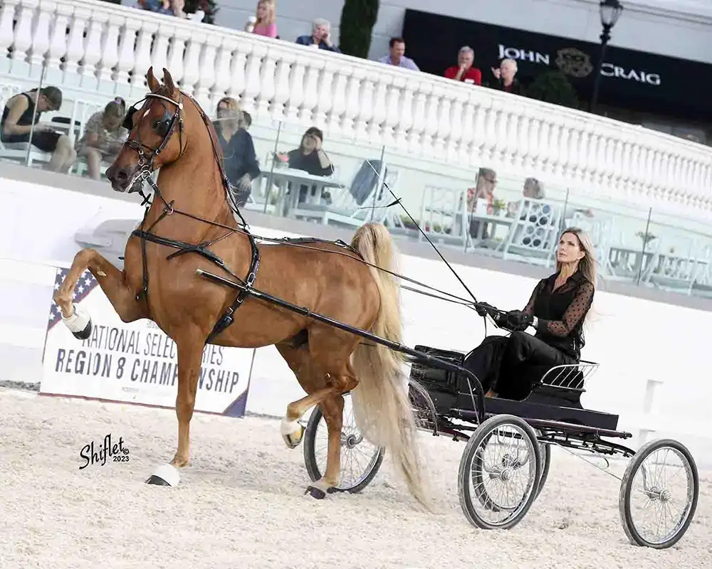 Fine Harness Saddlebred